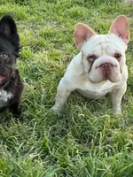 Thomas, a male French Bulldog for sale in Dallas, TX – 2 of 8