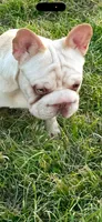 Thomas, a male French Bulldog for sale in Dallas, TX – 5 of 8