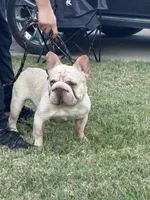 Thomas, a male French Bulldog for sale in Dallas, TX – 8 of 8