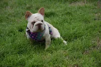 Thomas, a male French Bulldog for sale in Dallas, TX – 6 of 8