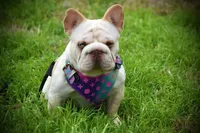 Thomas, a male French Bulldog for sale in Dallas, TX – 3 of 8