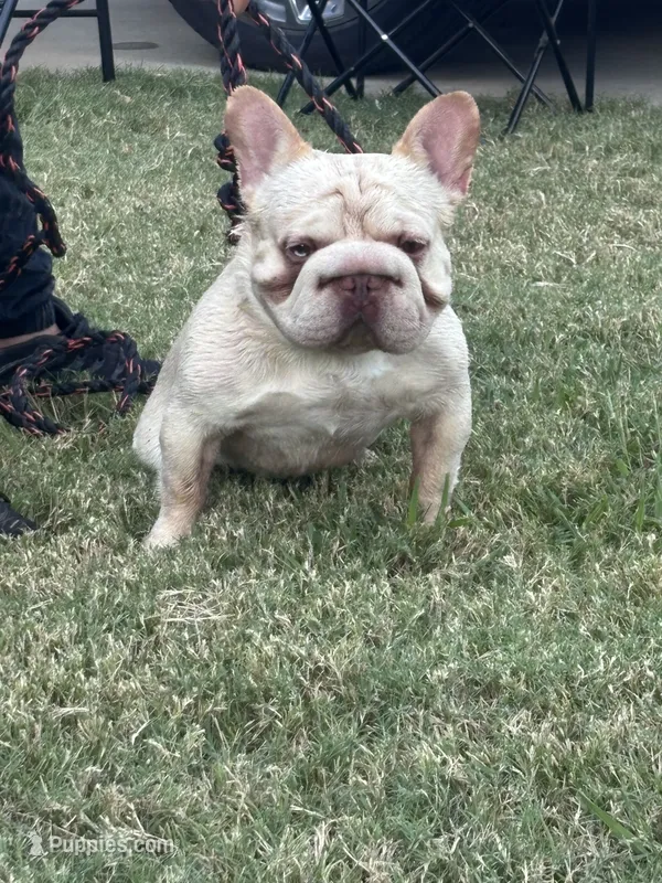 Thomas – French Bulldog puppy for sale in Dallas, TX
