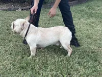 Thomas, a male French Bulldog for sale in Dallas, TX – 7 of 8