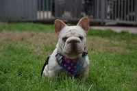 Thomas, a male French Bulldog for sale in Dallas, TX – 4 of 8