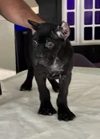 Male 1, a male Cane Corso for sale in Dallas, TX – 3 of 7