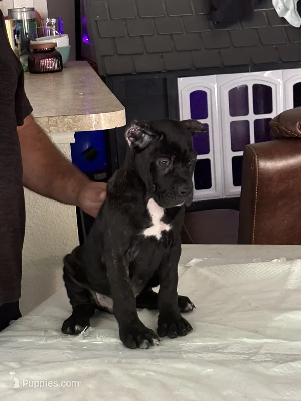 Female 2 – Cane Corso puppy for sale in Dallas, TX