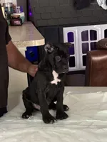 Female 2, a female Cane Corso for sale in Dallas, TX – 1 of 7
