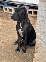 Female 2, a female Cane Corso for sale in Dallas, TX – 7 of 7