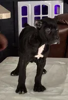 Cane corso female 1, a female Cane Corso for sale in Dallas, TX – 2 of 9
