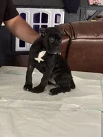 Cane corso female 1, a female Cane Corso for sale in Dallas, TX – 3 of 9