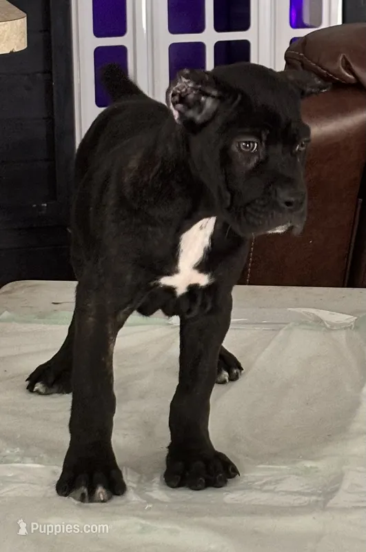 Cane corso female 1 – Cane Corso puppy on hold in Dallas, TX