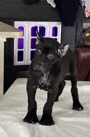 Male 1, a male Cane Corso for sale in Dallas, TX – 2 of 7