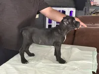 Cane corso female 1, a female Cane Corso for sale in Dallas, TX – 4 of 9