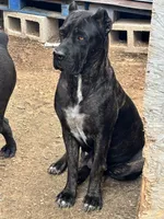 Cane corso female 1, a female Cane Corso for sale in Dallas, TX – 9 of 9