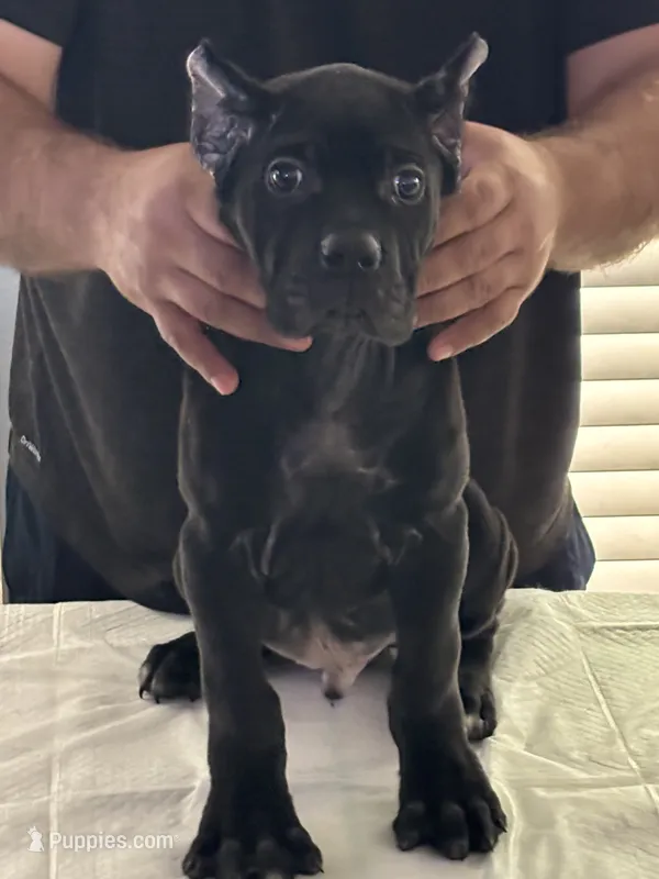 Male 1 – Cane Corso puppy for sale in Dallas, TX