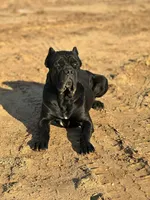 Cane corso female 1, a female Cane Corso for sale in Dallas, TX – 8 of 9