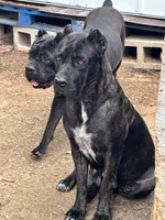 Cane corso female 1, a female Cane Corso for sale in Dallas, TX – 7 of 9