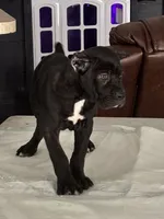Cane corso female 1, a female Cane Corso for sale in Dallas, TX – 5 of 9