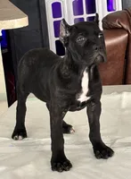 Female 2, a female Cane Corso for sale in Dallas, TX – 2 of 7