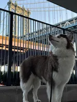 Kimono, a female Siberian Husky for sale in New York City, NY – 4 of 4