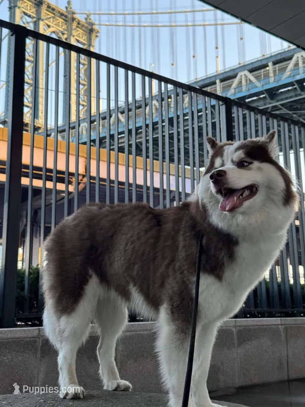 Kimono – Siberian Husky puppy for sale in New York City, NY
