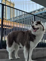 Kimono, a female Siberian Husky for sale in New York City, NY – 1 of 4