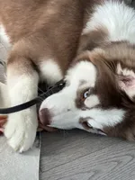 Kimono, a female Siberian Husky for sale in New York City, NY – 2 of 4