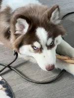Kimono, a female Siberian Husky for sale in New York City, NY – 3 of 4