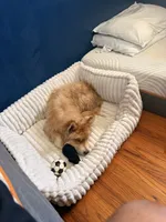 Chucky, a male Chow Chow and Alaskan Husky for sale in Westbury, NY – 2 of 5
