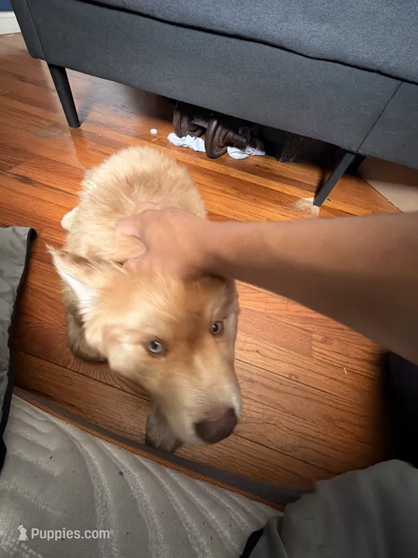 Chucky – Chow Chow, Alaskan Husky puppy for sale in Westbury, NY
