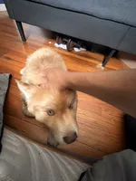 Chucky, a male Chow Chow and Alaskan Husky for sale in Westbury, NY – 1 of 5