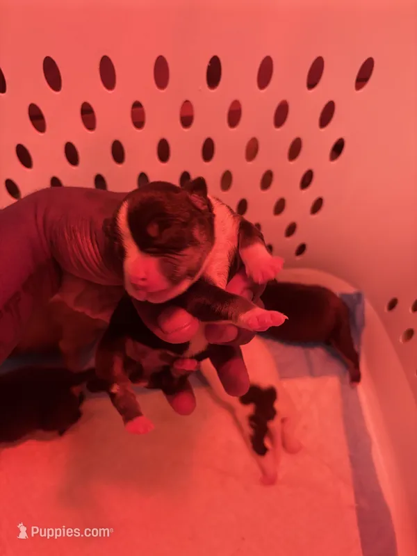 Female 2 – American Bully puppy for sale in Reform, AL