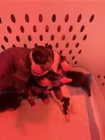 Female 2, a female American Bully for sale in Reform, AL – 1 of 3
