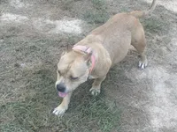 Mom, a  American Bully for sale in Reform, AL – 4 of 7