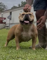 Smoochie, a female American Bully for sale in Reform, AL – 2 of 4