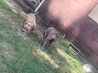 Mom, a  American Bully for sale in Reform, AL – 7 of 7