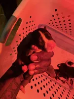 Female 2, a female American Bully for sale in Reform, AL – 2 of 3