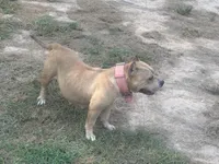 Mom, a  American Bully for sale in Reform, AL – 2 of 7