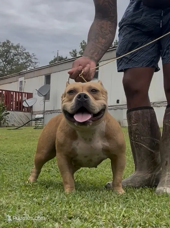 Smoochie – American Bully puppy for sale in Reform, AL