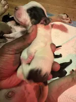 Male 1, a male American Bully for sale in Reform, AL – 2 of 2