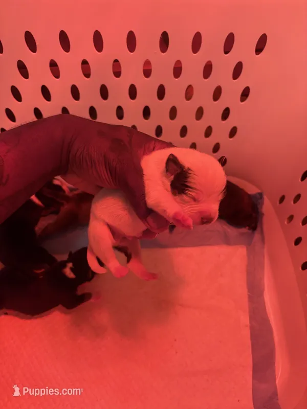 Male 1 – American Bully puppy for sale in Reform, AL