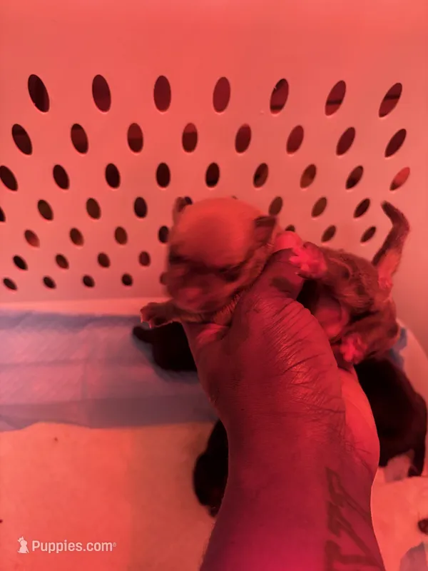 Male 2 – American Bully puppy for sale in Reform, AL