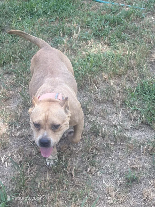 Mom – American Bully puppy for sale in Reform, AL