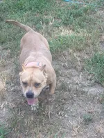 Mom, a  American Bully for sale in Reform, AL – 1 of 7