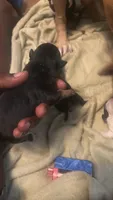Female 1, a female American Bully for sale in Reform, AL – 3 of 3