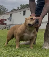 Smoochie, a female American Bully for sale in Reform, AL – 3 of 4
