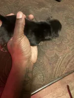 Female 1, a female American Bully for sale in Reform, AL – 2 of 3
