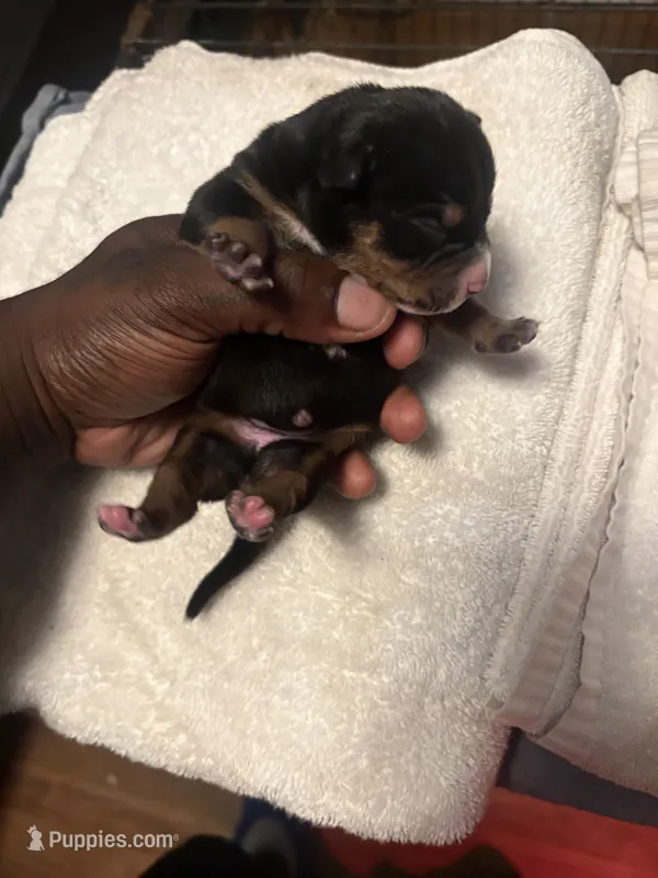 Female 1 – American Bully puppy for sale in Reform, AL