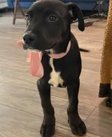 Ari, a  Rottweiler and American Bully for sale in Fayetteville, NC – Photo 3 of 4