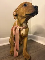 Lima, a  Rottweiler and American Bully for sale in Fayetteville, NC – Photo 4 of 4